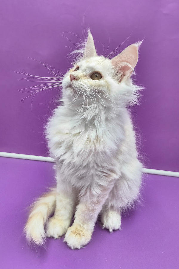 Jenny | Maine Coon Kitten