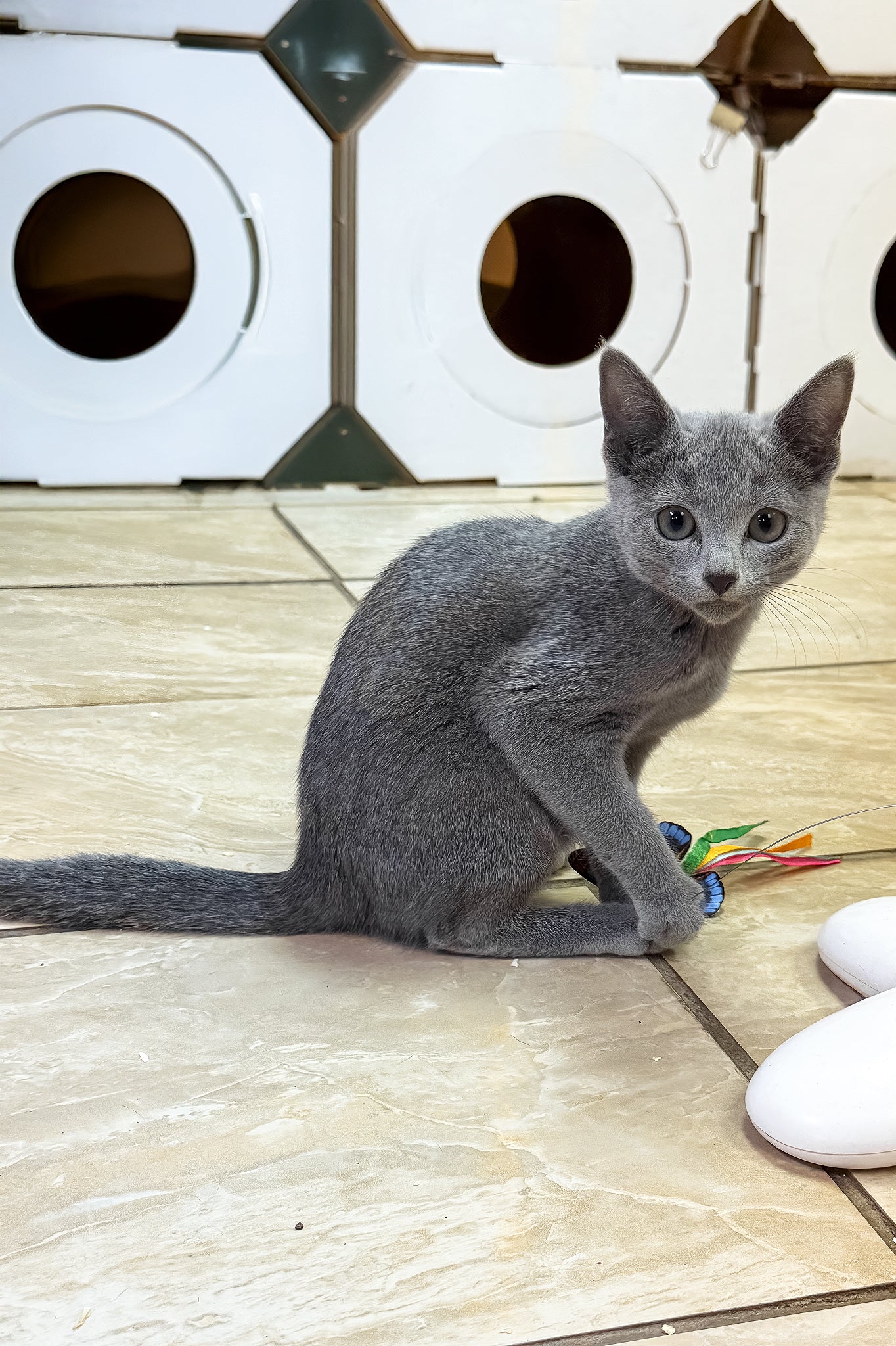 Meet Laska: Your Adorable Russian Blue Kitten