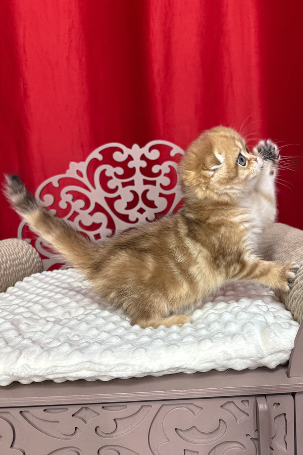 Carolina | Scottish Fold Kitten