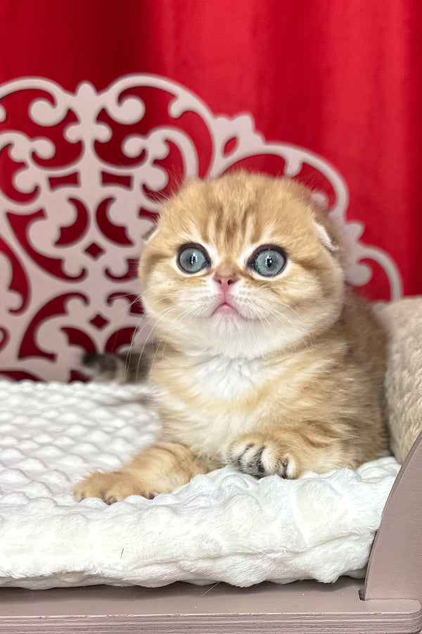 Carolina | Scottish Fold Kitten