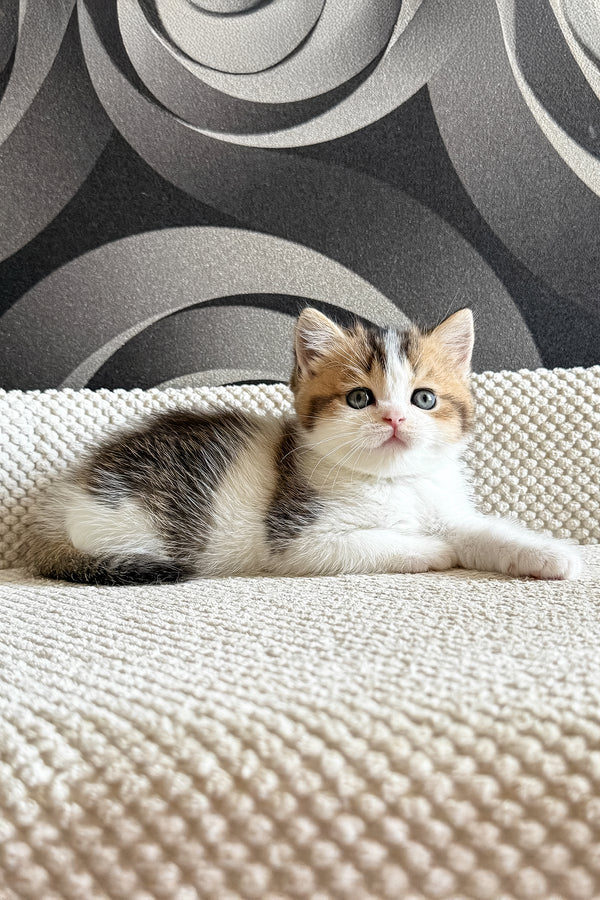 Lyra | British Shorthair Kitten