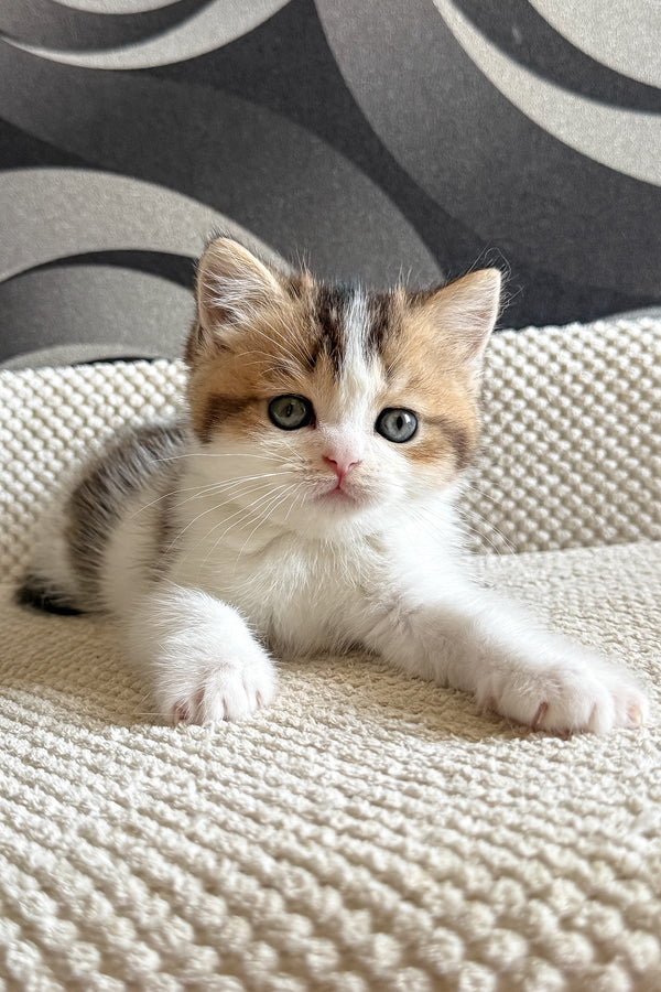 Lyra | British Shorthair Kitten