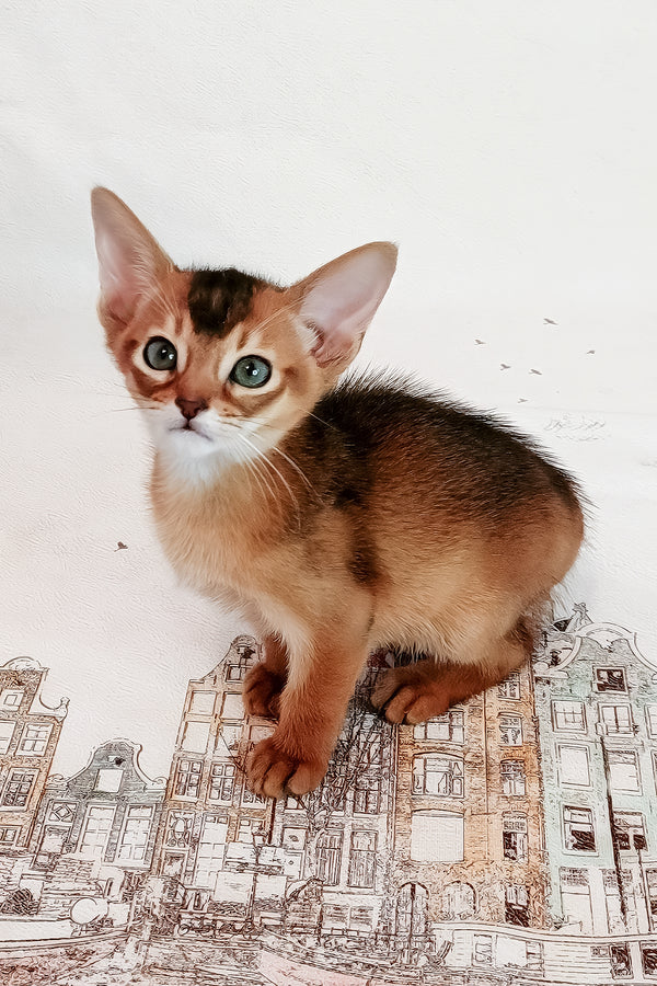 Douglas | Abyssinian Kitten