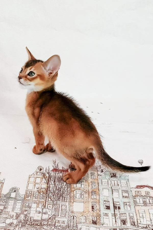 Douglas | Abyssinian Kitten