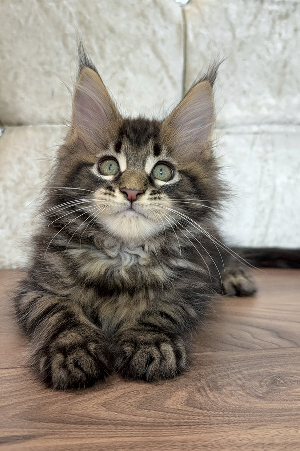Edgar | Maine Coon Kitten