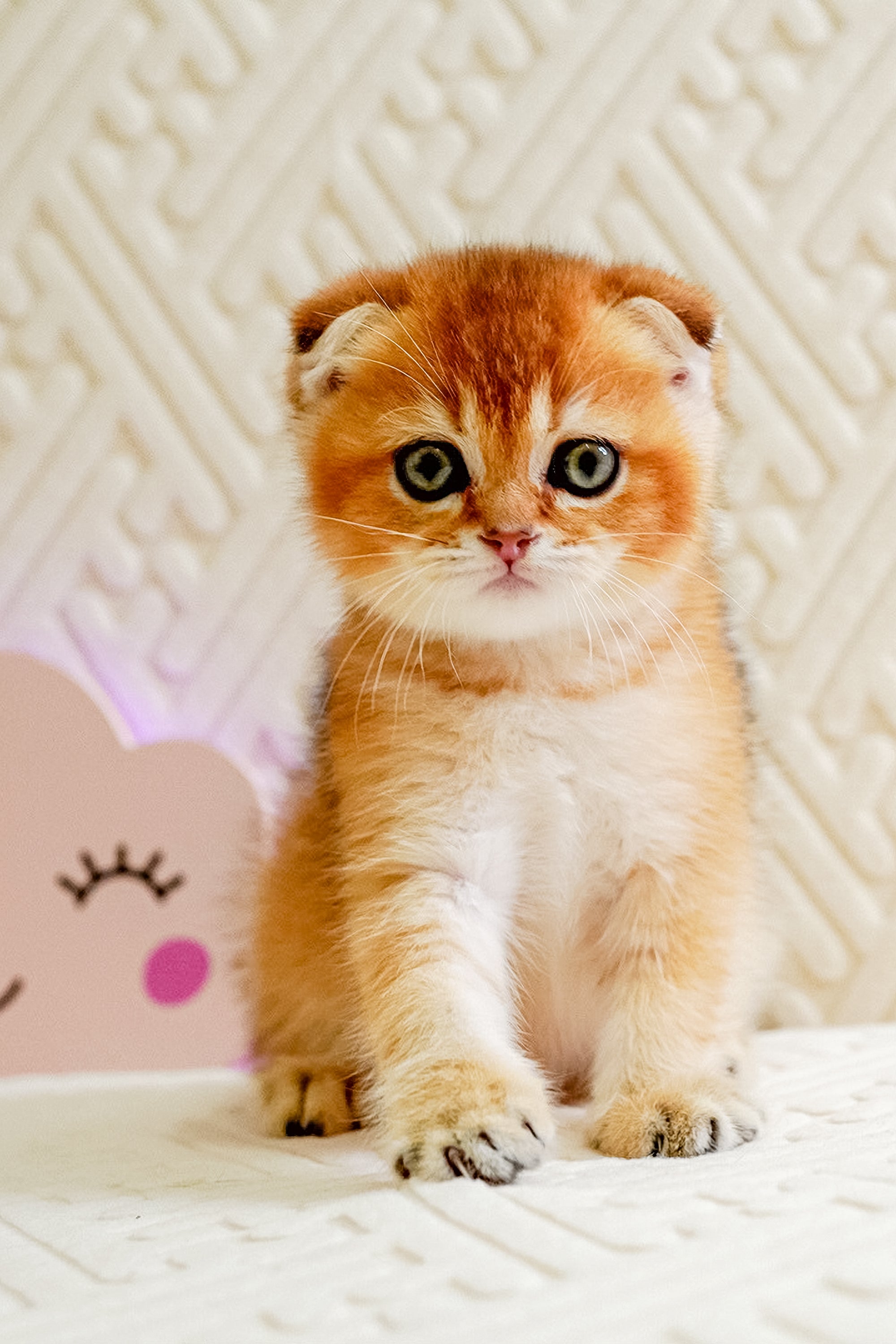 Scottish Fold Sweetest Cat Breeds Otto Scottish Fold Kitten With