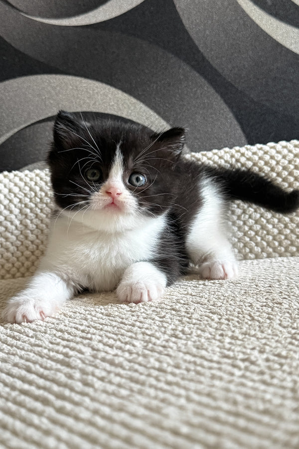 Luntik | British Shorthair Kitten