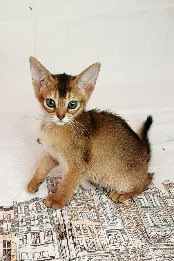 Diana | Abyssinian Kitten