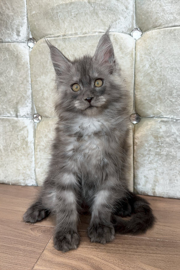 Enzo | Maine Coon Kitten