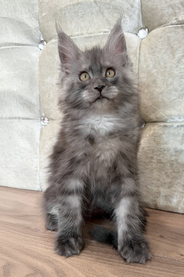 Enzo | Maine Coon Kitten