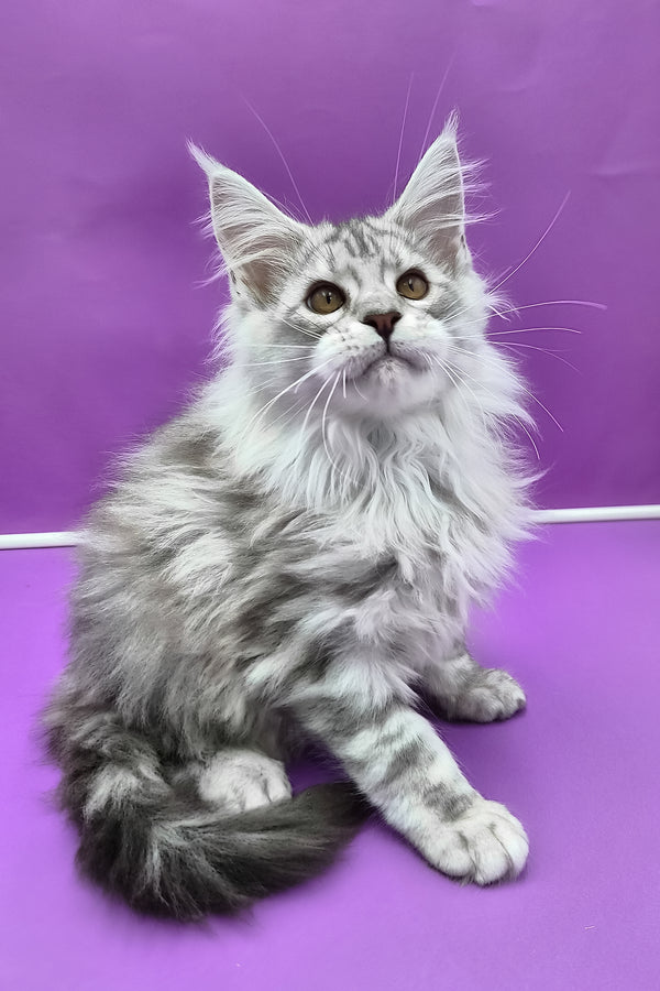 Korsar | Maine Coon Kitten