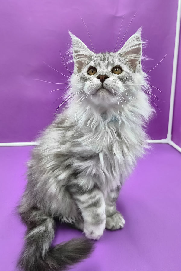 Korsar | Maine Coon Kitten