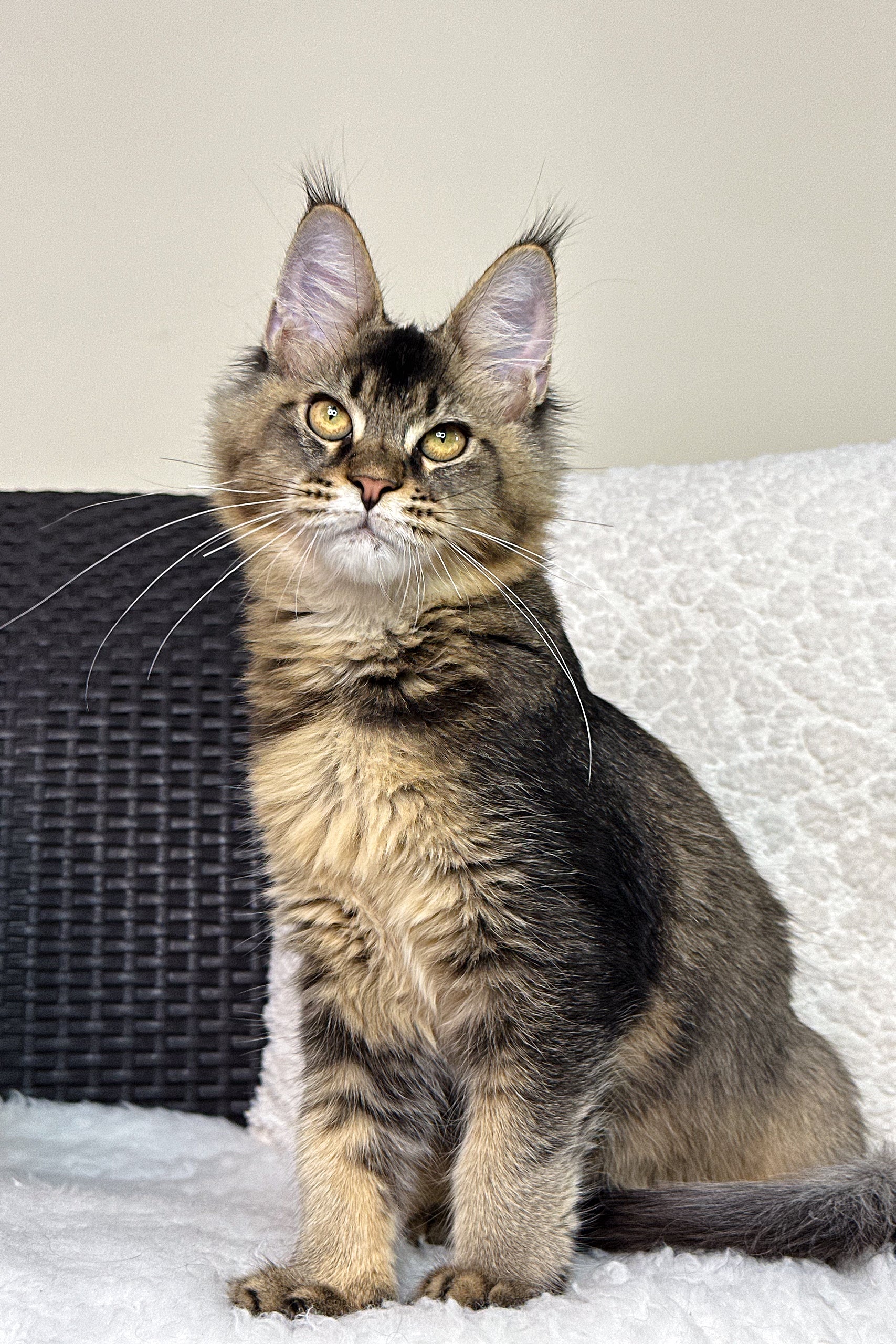 Golden Ticked Tabby Cat Blue Golden Tabby Black Golden Tipped