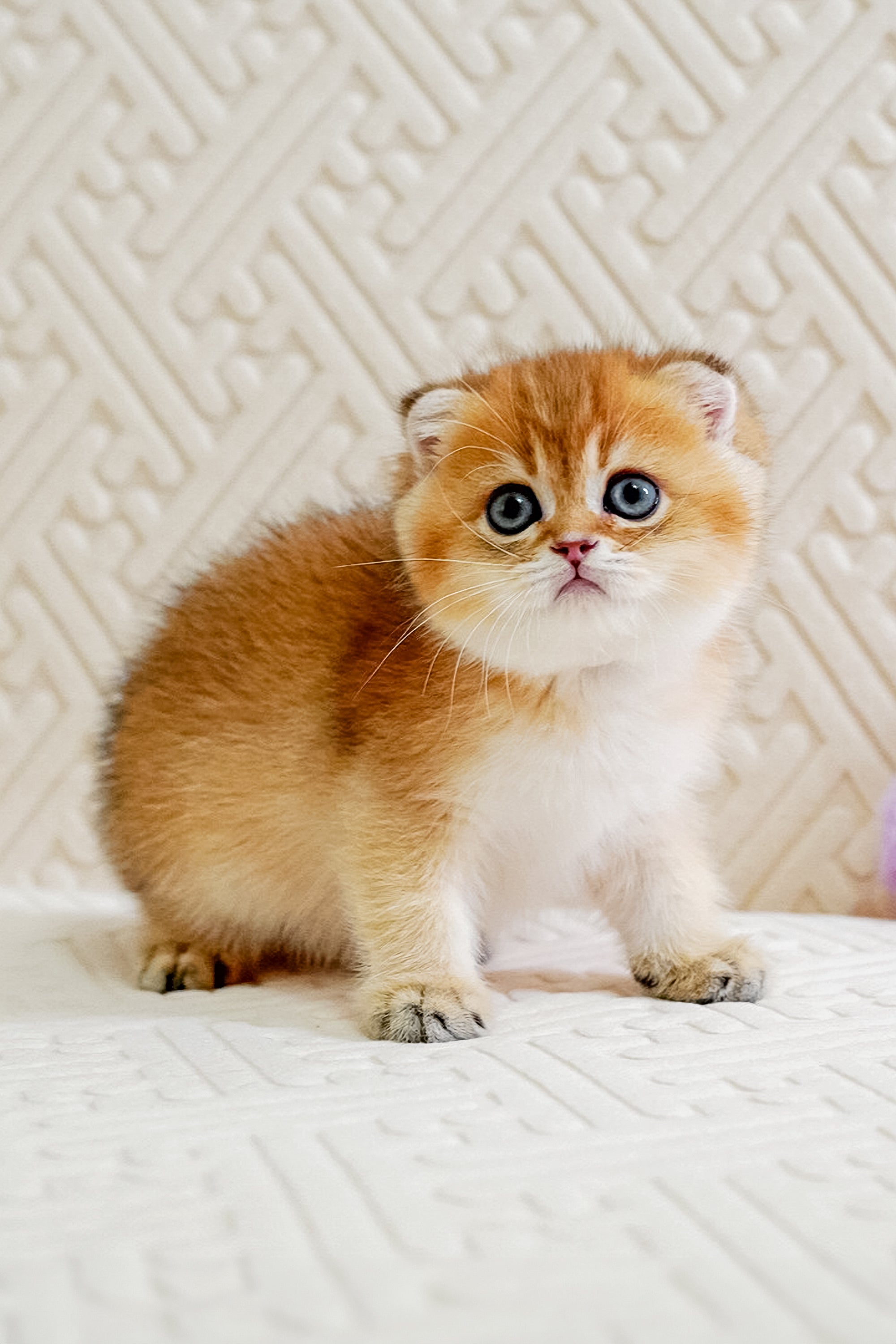 Oscar the Charming Scottish Fold Kitten
