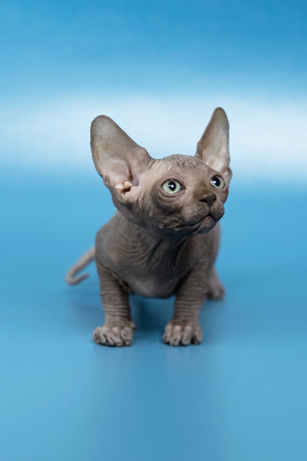 Cimba | Canadian Sphynx Kitten