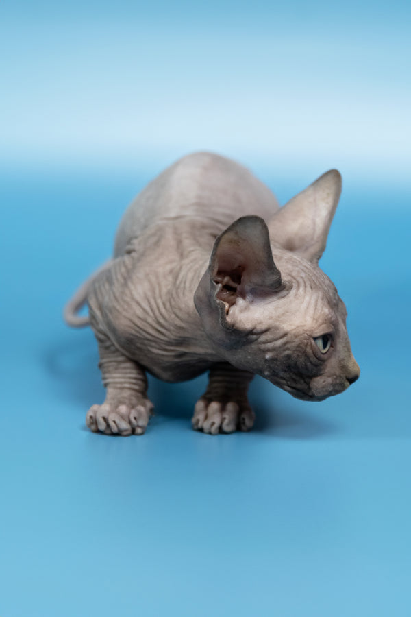 Cimba | Canadian Sphynx Kitten