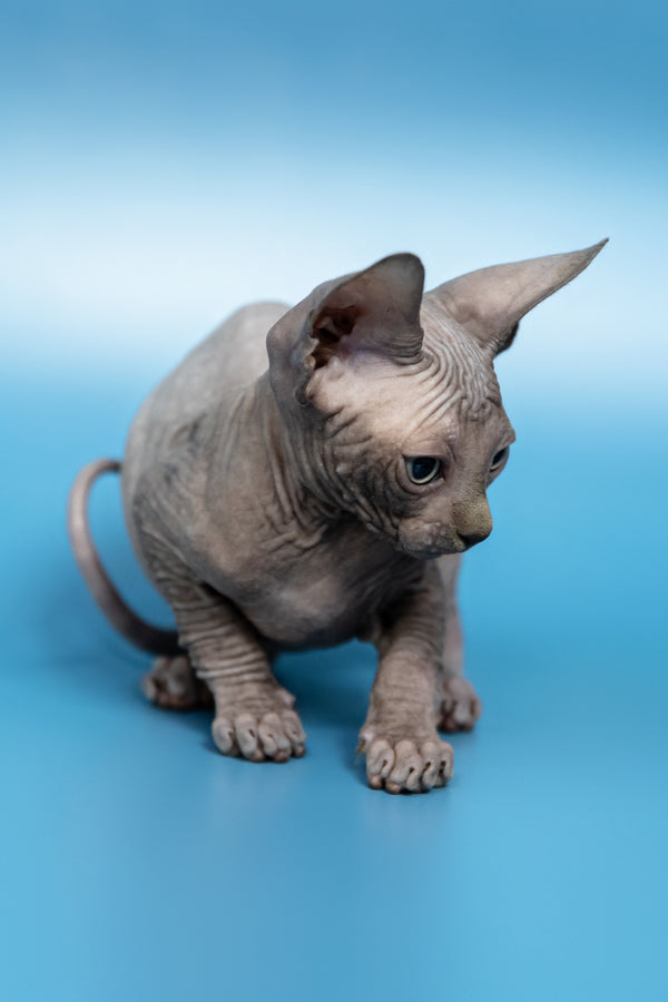 Cimba | Canadian Sphynx Kitten