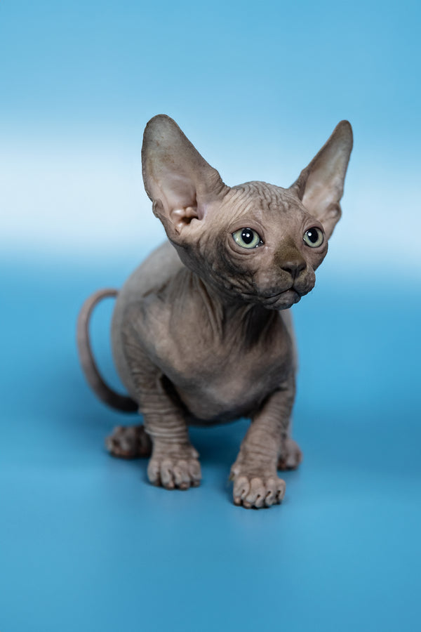 Cimba | Canadian Sphynx Kitten