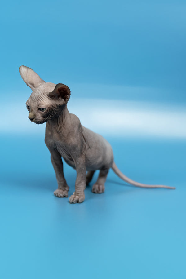 Cimba | Canadian Sphynx Kitten