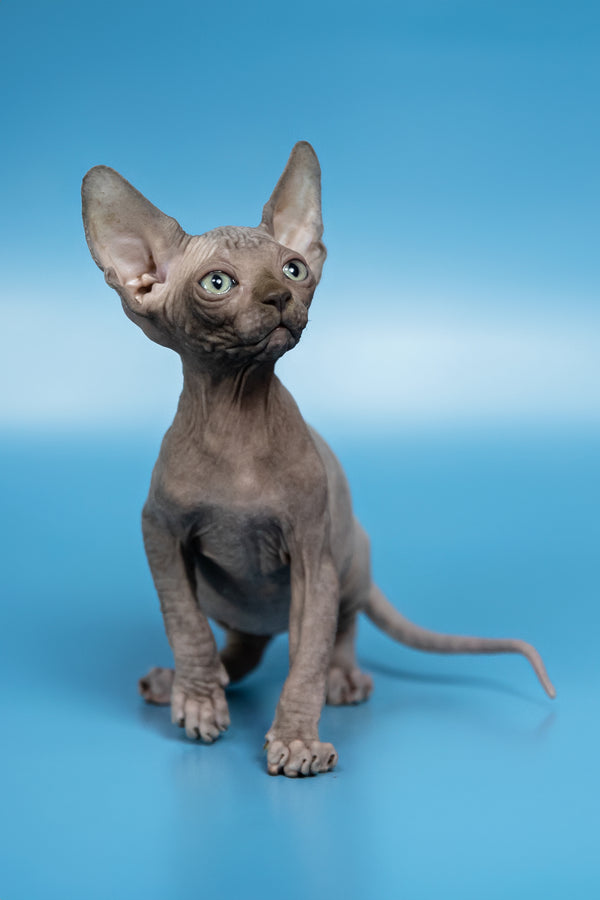 Cimba | Canadian Sphynx Kitten
