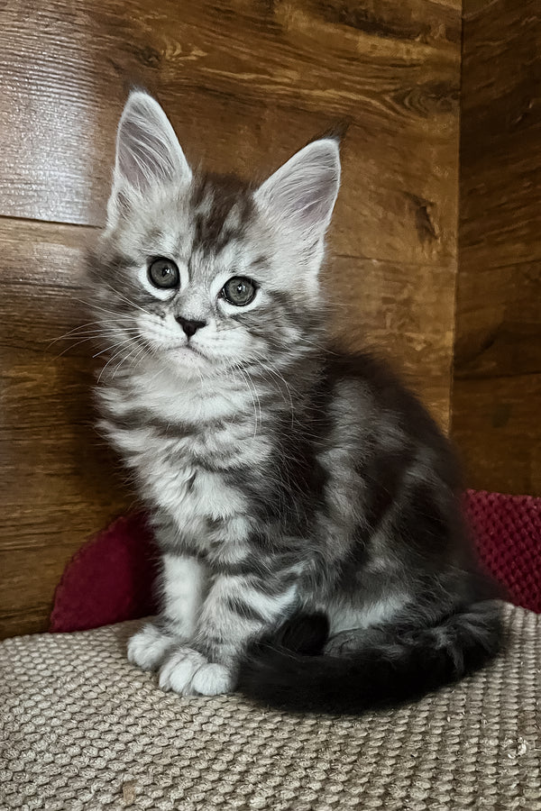 Roxy | Maine Coon Kitten