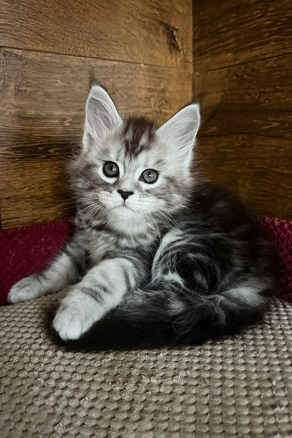 Roxy | Maine Coon Kitten