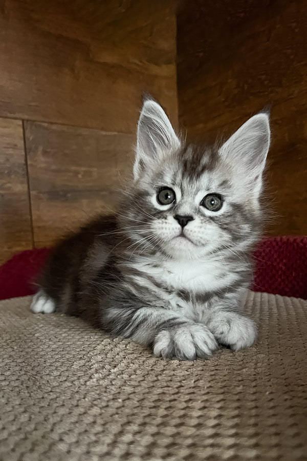Roxy | Maine Coon Kitten