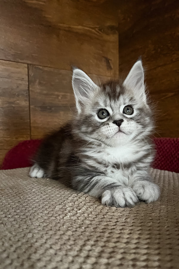 Roxy | Maine Coon Kitten