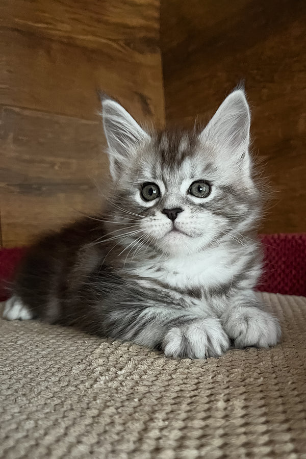 Roxy | Maine Coon Kitten