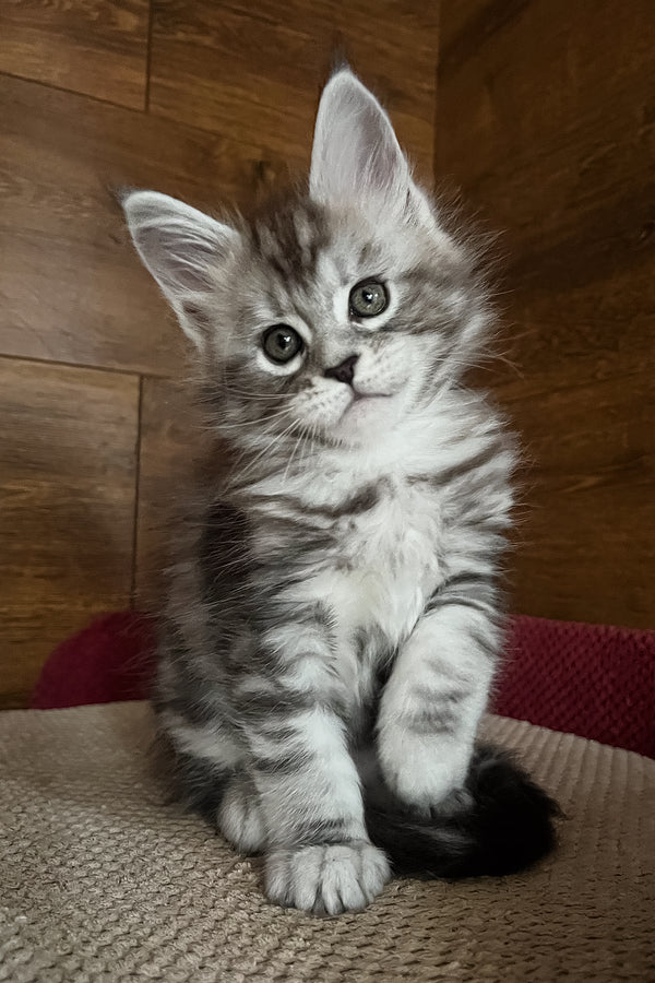 Roxy | Maine Coon Kitten