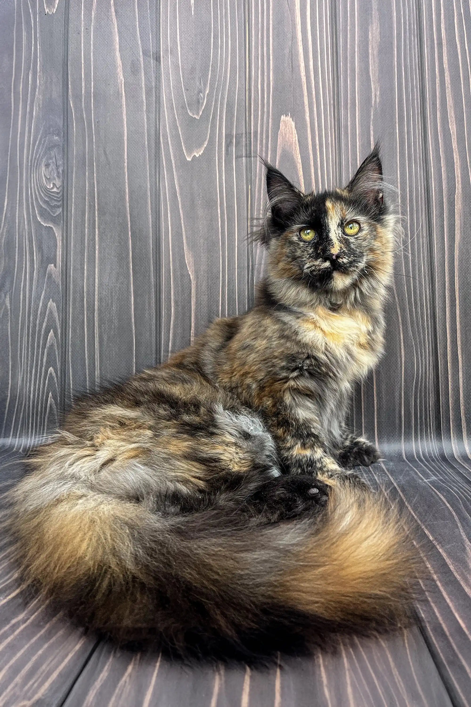Aara Maine Coon Kitten Lovable Fluffy Tortoiseshell