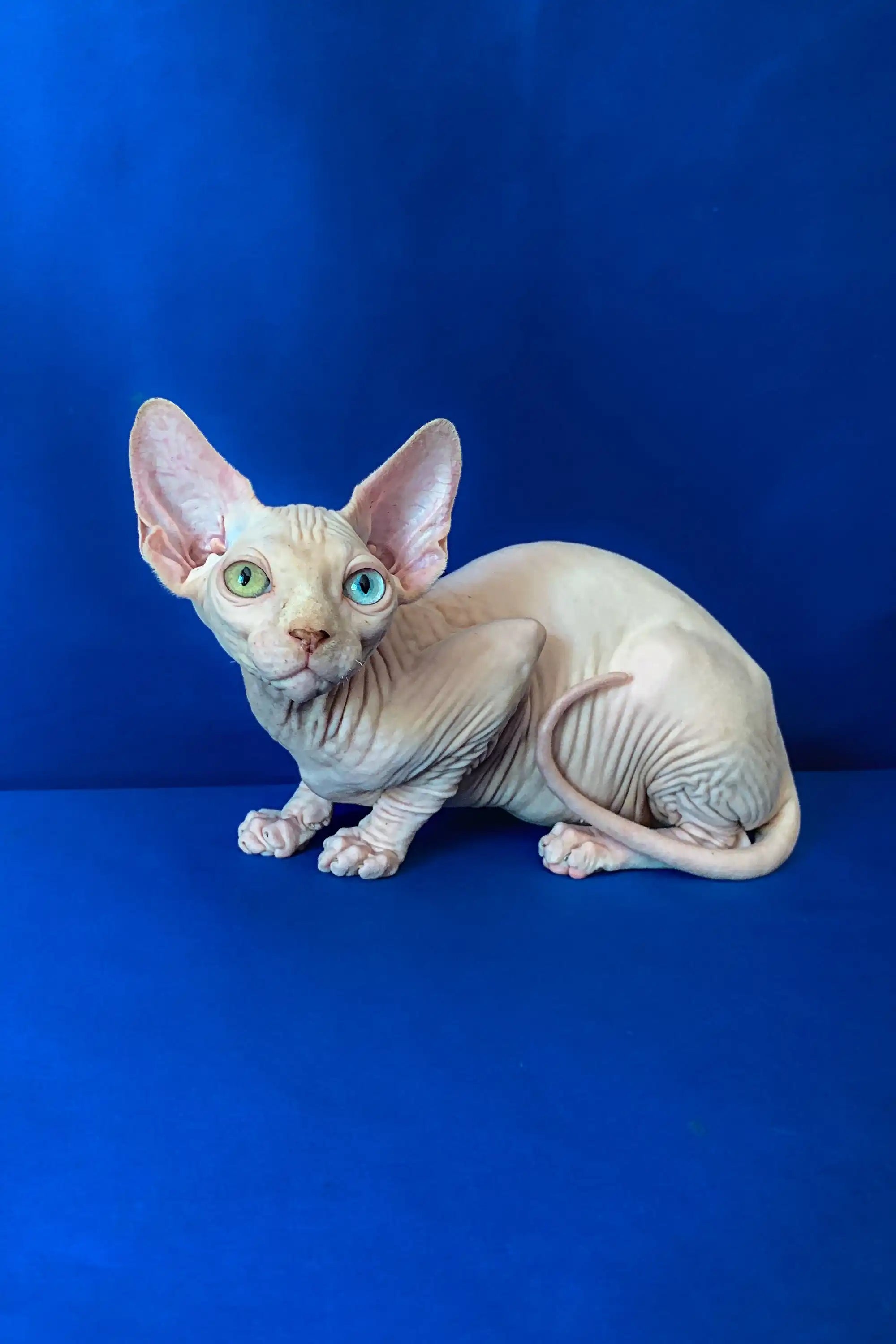 Meet Adam Your Loveable Canadian Sphynx Kitten