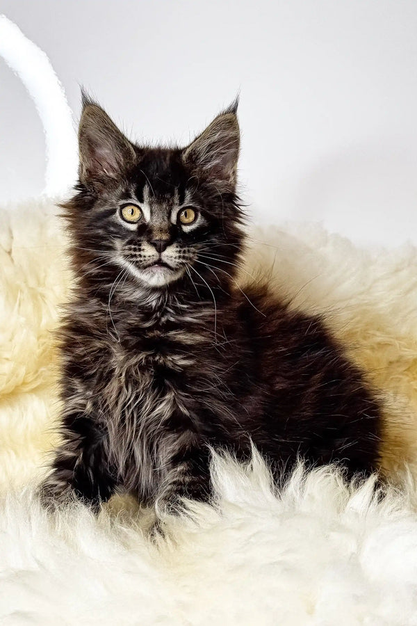Adam | maine coon kitten