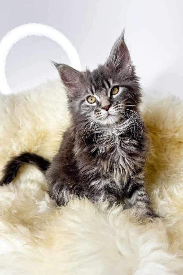 Adana | maine coon kitten