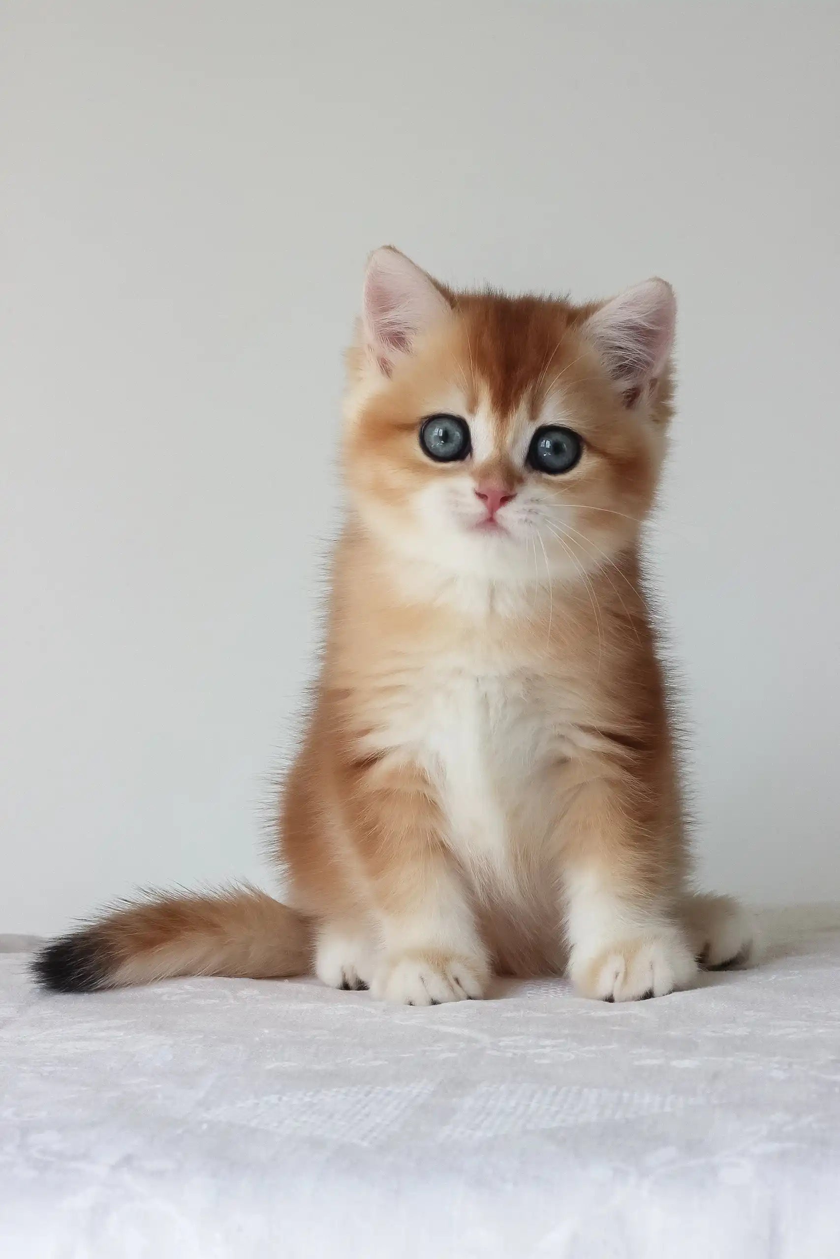 Meet Adel British Shorthair with Blue Eyes