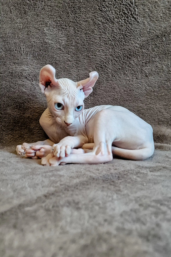 Hairless Sphynx kitten Aelita with blue eyes lying on its side, super cute and playful