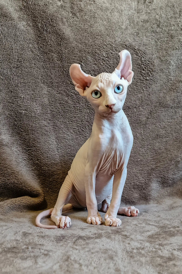 Hairless Sphynx kitten Aelita with blue and amber eyes sitting up cutely