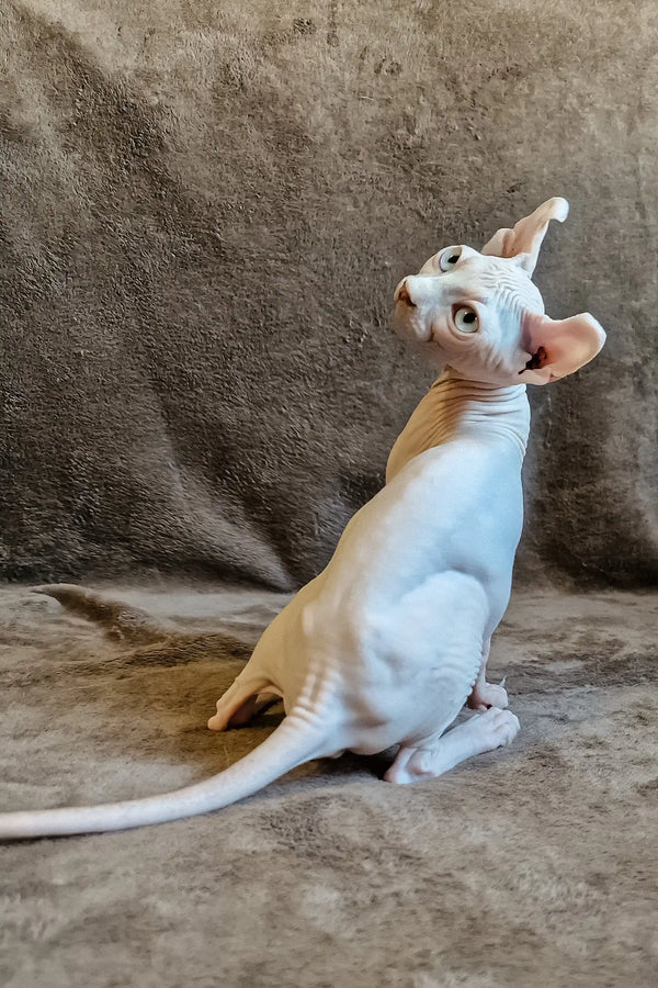 Hairless Sphynx cat in alert pose, showcasing Aelita, the playful Elf Sphynx Kitten