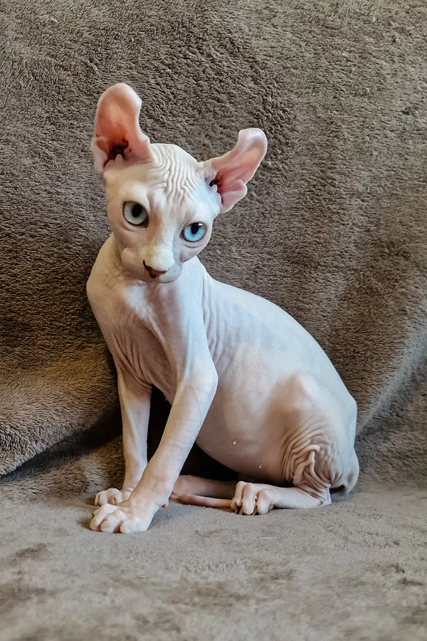 Cute Hairless Sphynx kitten with blue eyes and pink skin from Aelita