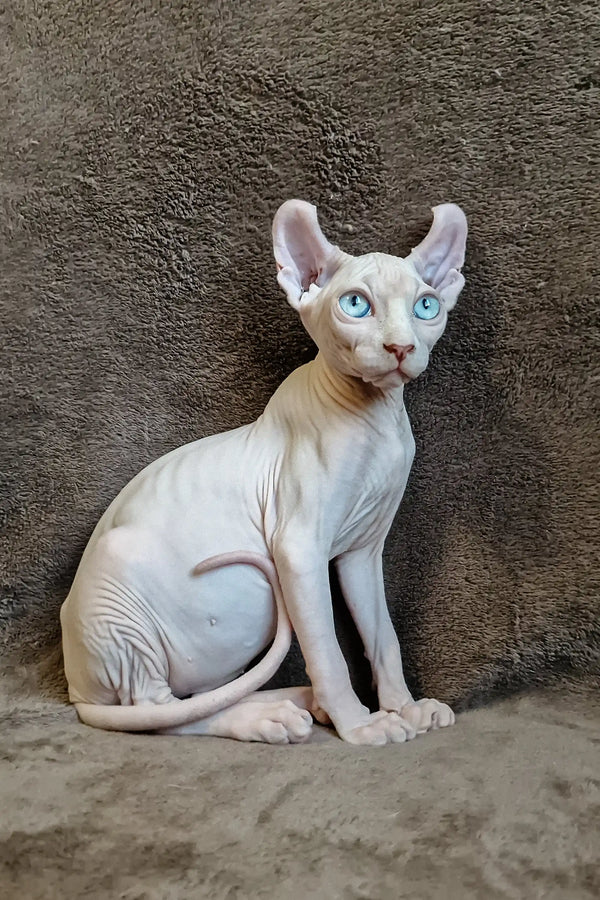 Hairless Sphynx kitten Aelita with blue eyes in an alert pose ready to play