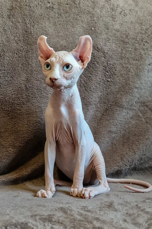 Aelita the adorable Hairless Sphynx kitten with big ears and wrinkled pink skin