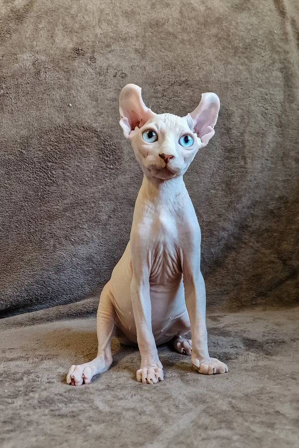 Hairless Sphynx cat with blue eyes sitting upright in Aelita Elf Sphynx Kitten product