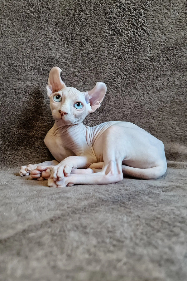Hairless Sphynx kitten Aelita with blue eyes lounging cutely