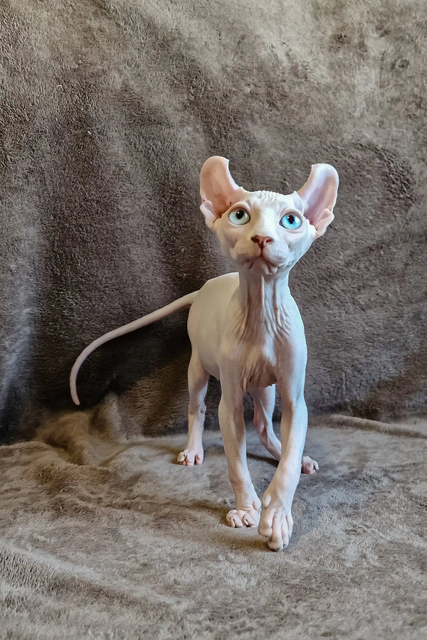 Hairless Sphynx kitten Aelita with big ears and blue eyes standing alert