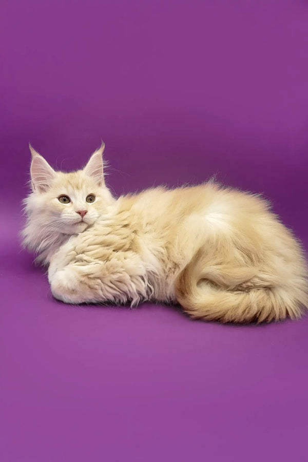 Adorable cream-colored Maine Coon cat in the Afina Maine Coon Kitten product