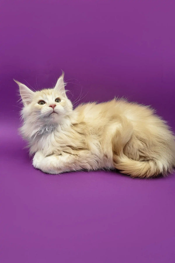 Cream-colored Maine Coon cat in the Afina Maine Coon Kitten product image