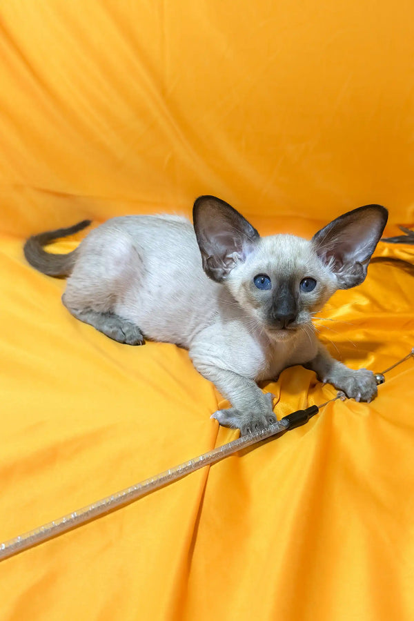 Blue-eyed Oriental Shorthair kitten Afina, playful and adorable companion