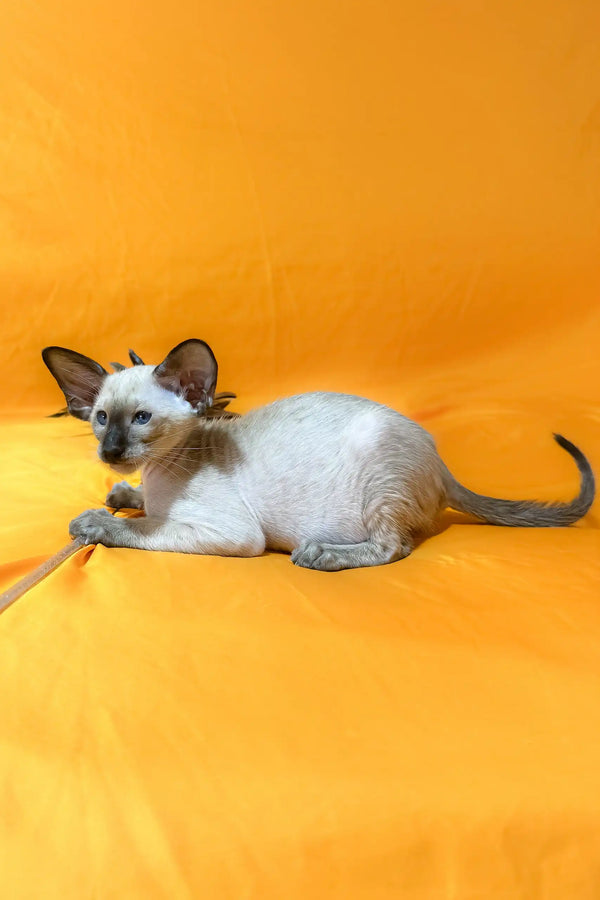 Siamese cat with big ears featured in Afina Oriental Shorthair Kitten product