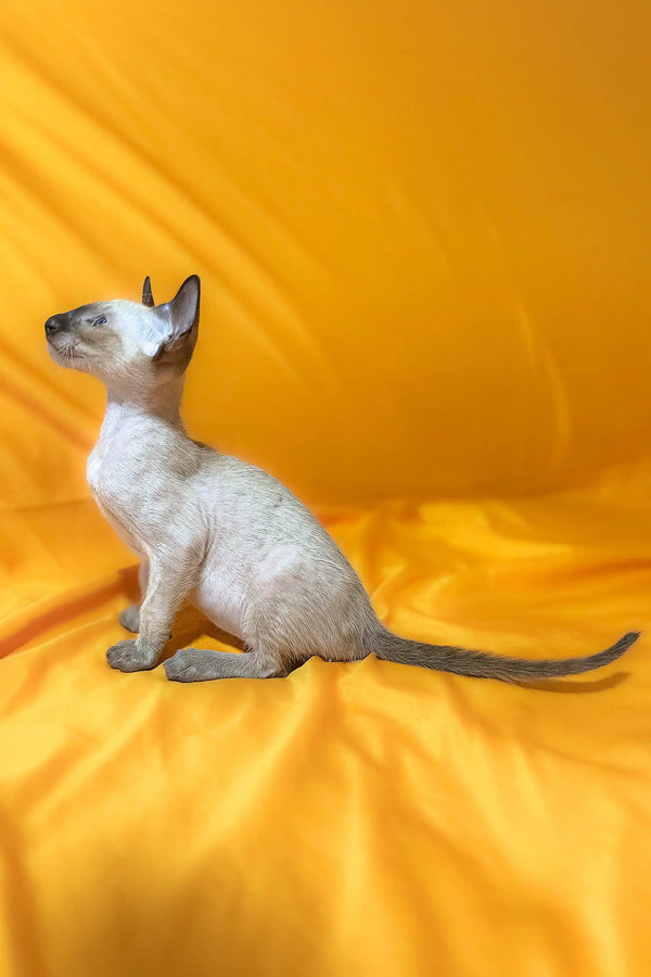 Siamese cat with sleek fur featured in Afina Oriental Shorthair Kitten product