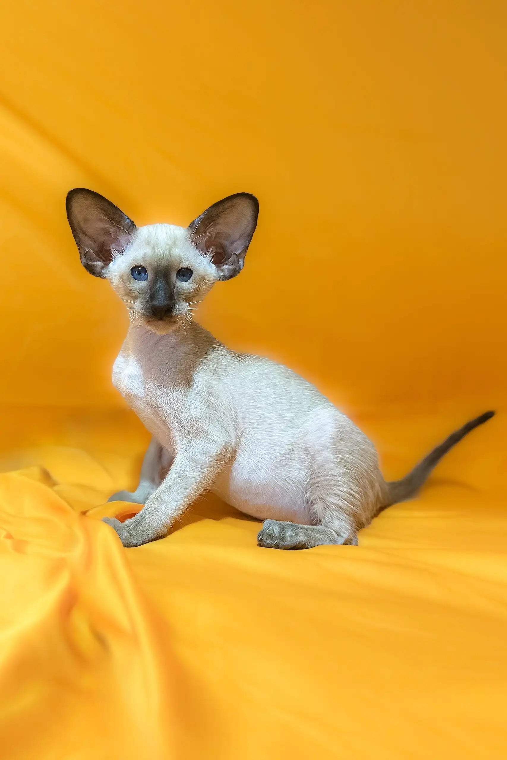 Afina the Magical Oriental Shorthair Kitten